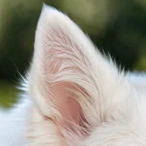 American Eskimo Dog — ears