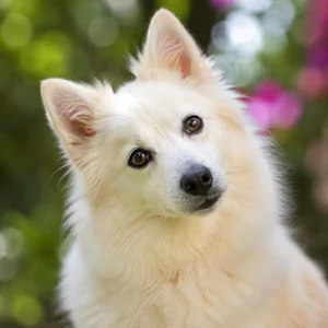 American Eskimo Dog — alert