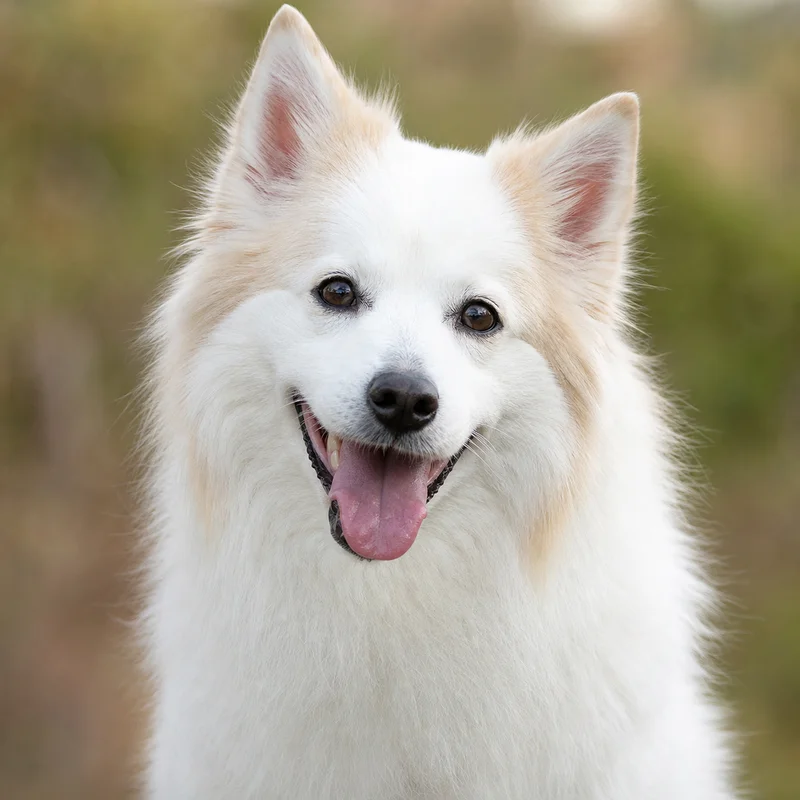 American Eskimo Dog — happy