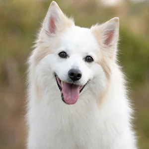 American Eskimo Dog — happy