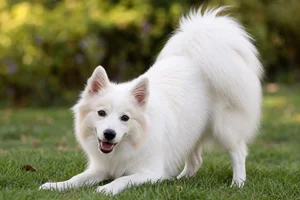 American Eskimo Dog — playful