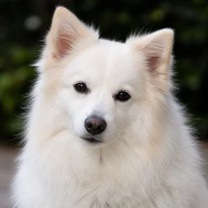 American Eskimo Dog — relaxed