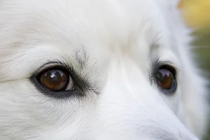American Eskimo Dog — eyes