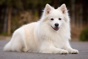 American Eskimo Dog — lying down