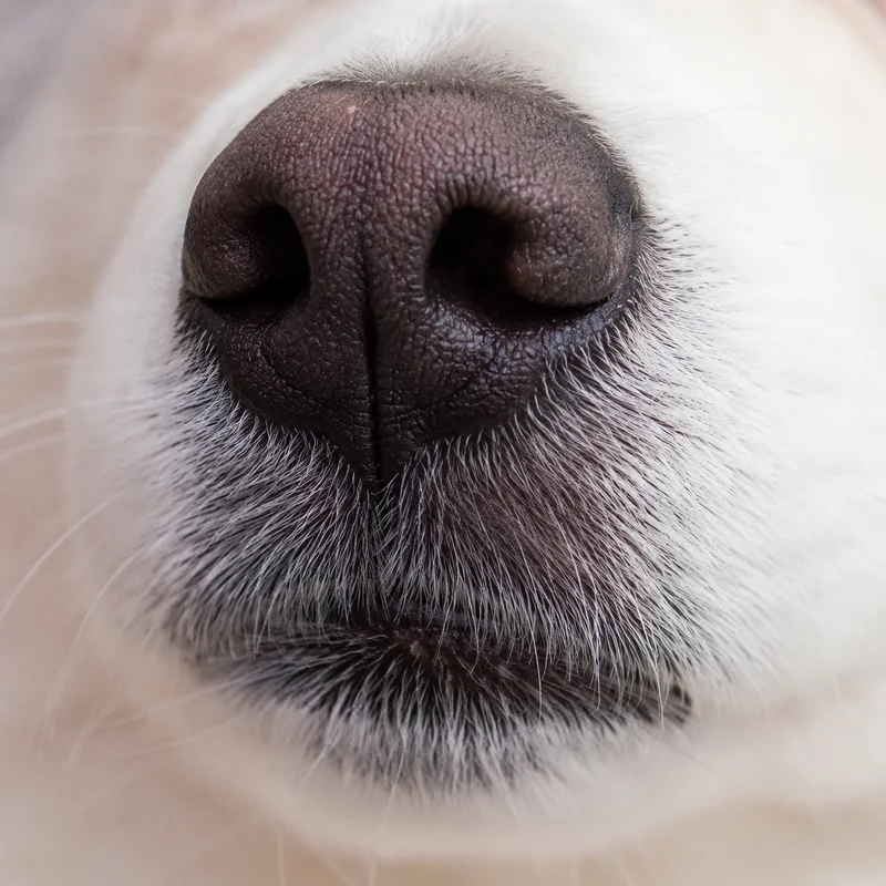 American Eskimo Dog — nose