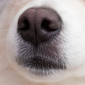 American Eskimo Dog — nose