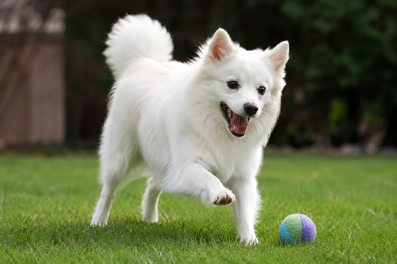 American Eskimo Dog — playing