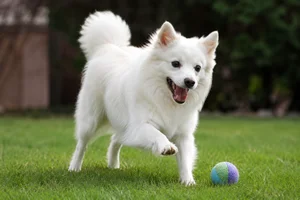 American Eskimo Dog — playing