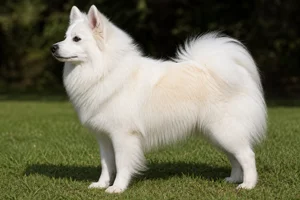 American Eskimo Dog dog