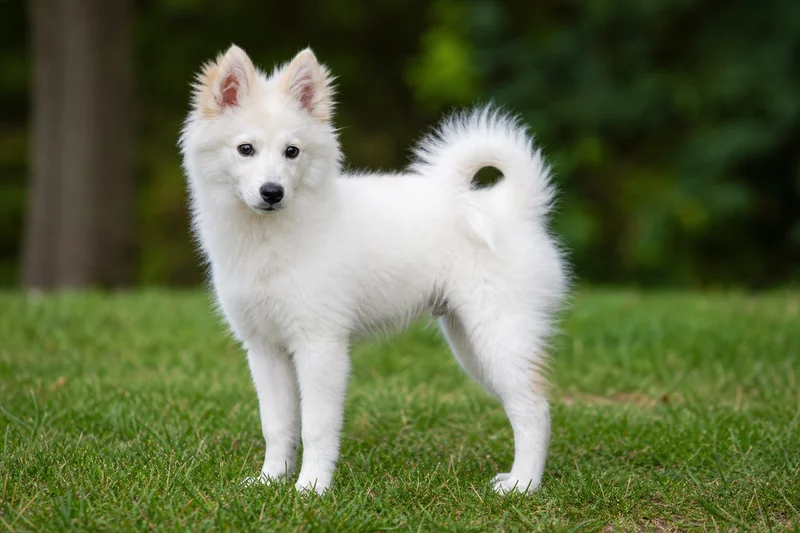 American Eskimo Dog — puppy (~4 mo)