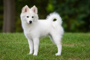 American Eskimo Dog — puppy (~4 mo)