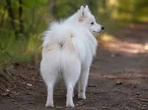 American Eskimo Dog — rear