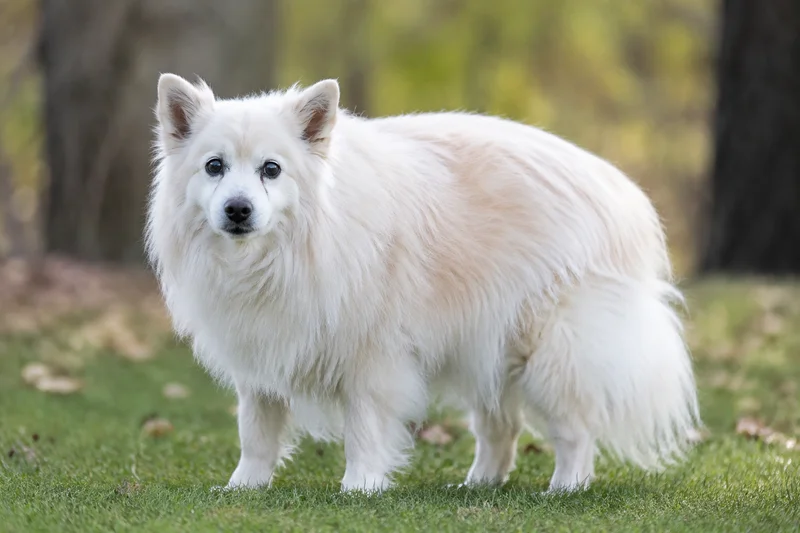 American Eskimo Dog — senior