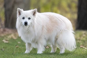 American Eskimo Dog — senior