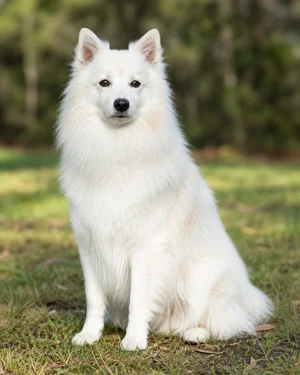 American Eskimo Dog — sitting