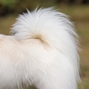 American Eskimo Dog — tail
