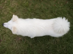 American Eskimo Dog — top