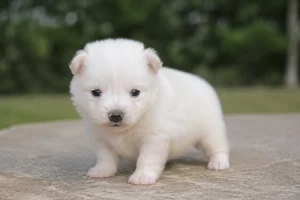 American Eskimo Dog — young puppy (~1 mo)