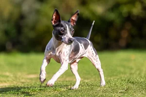 American Hairless Terrier — running