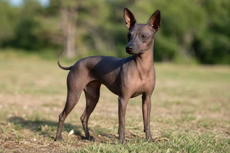American Hairless Terrier — adult