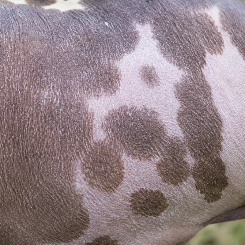 American Hairless Terrier — coat texture