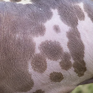 American Hairless Terrier — coat texture