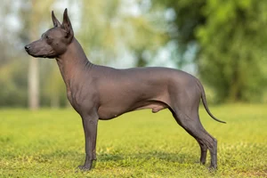 American Hairless Terrier — Any color coat