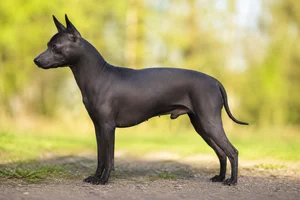 American Hairless Terrier — Black coat