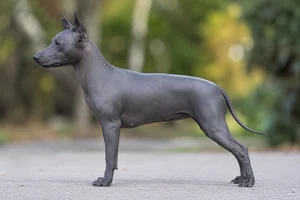 American Hairless Terrier — Blue coat