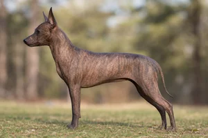 American Hairless Terrier — Brindle coat