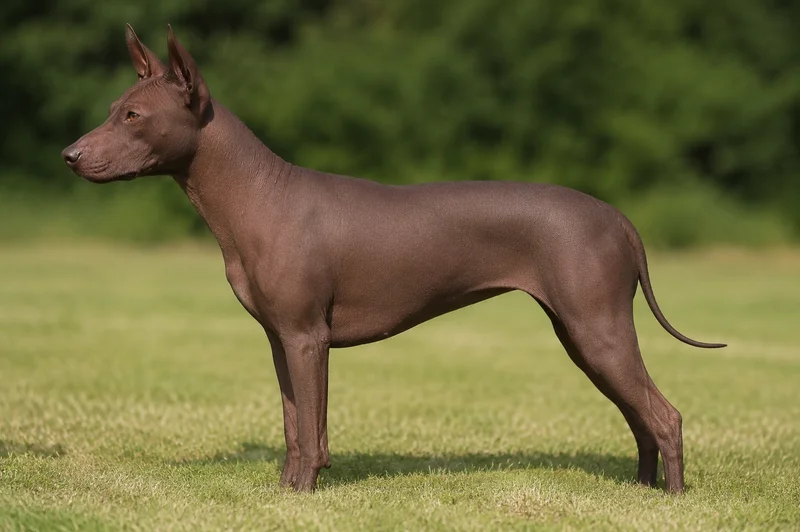 American Hairless Terrier — Chocolate coat