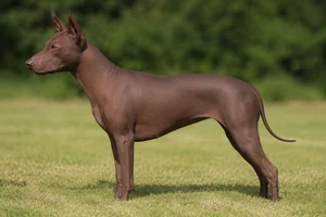 American Hairless Terrier — Chocolate coat