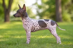 American Hairless Terrier — Pied coat