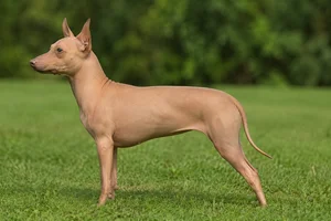 American Hairless Terrier — Tan coat