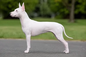 American Hairless Terrier — White coat