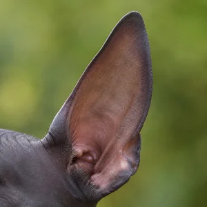 American Hairless Terrier — ears