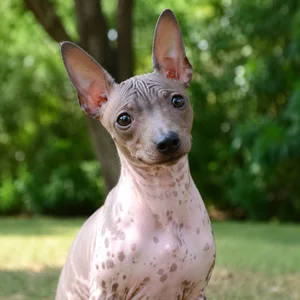 American Hairless Terrier — alert
