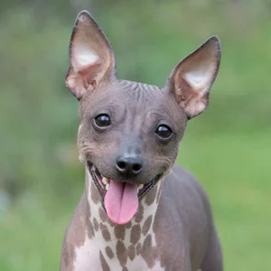 American Hairless Terrier — happy