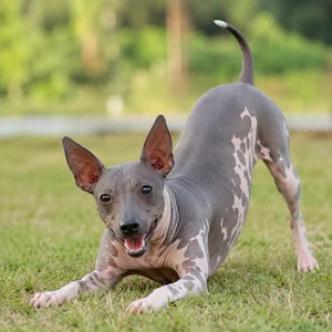 American Hairless Terrier — playful