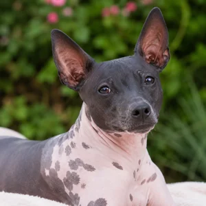American Hairless Terrier — relaxed