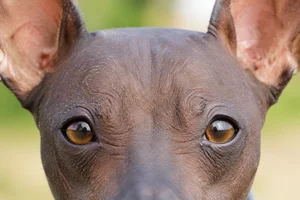 American Hairless Terrier — eyes