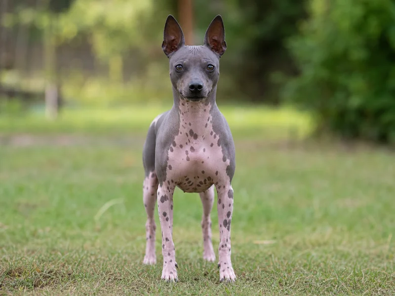 American Hairless Terrier — front