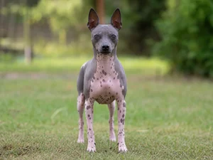 American Hairless Terrier — front