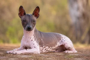 American Hairless Terrier — lying down