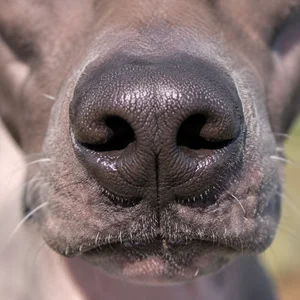 American Hairless Terrier — nose