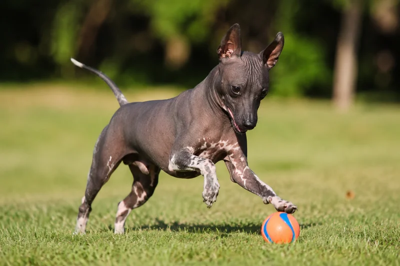 American Hairless Terrier — playing