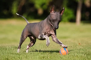 American Hairless Terrier — playing