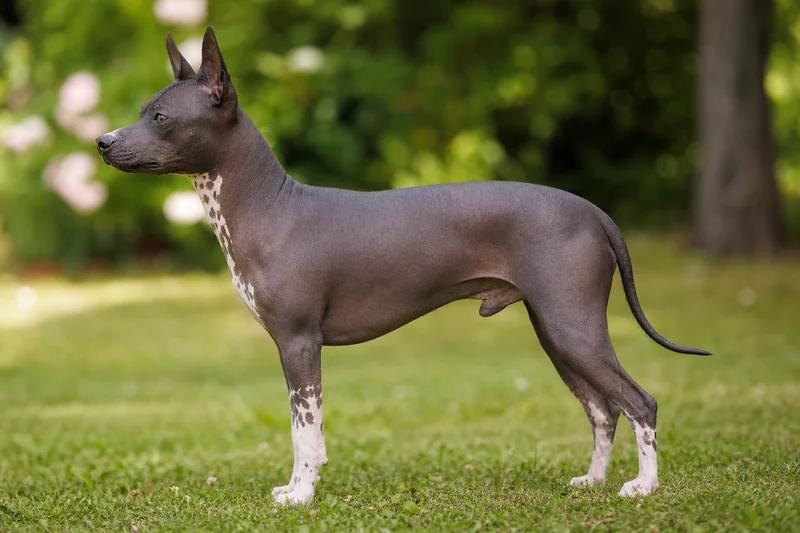 American Hairless Terrier — side