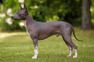 American Hairless Terrier dog