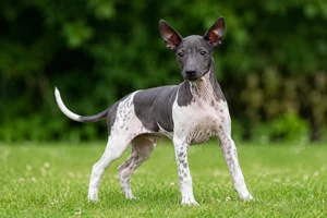 American Hairless Terrier — puppy (~4 mo)